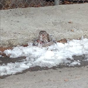 Meet your Posher, Debra